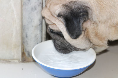 Close-up of a dog