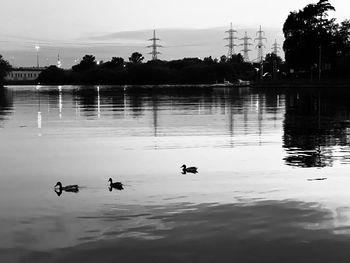 View of ducks swimming in lake