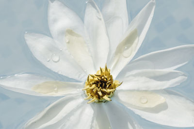 Close-up of white flower in water