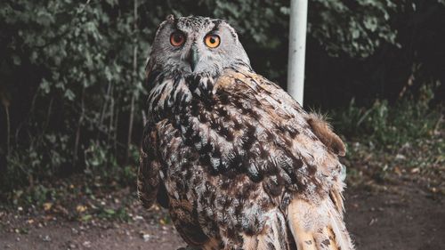 Close-up portrait of owl