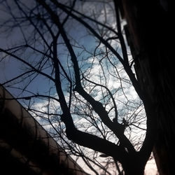 Low angle view of bare tree against sky