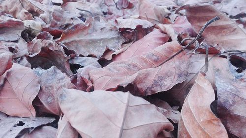 Full frame shot of dried autumn leaves