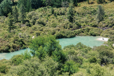High angle view of lake amidst trees in forest