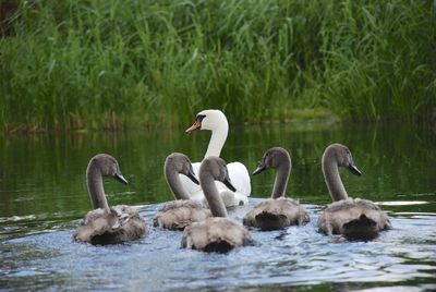 Birds in calm water