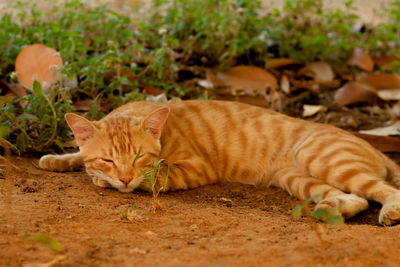 Close-up portrait of cat lying down