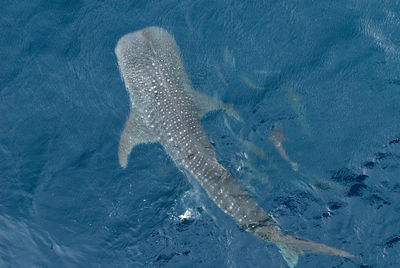 Fish swimming in sea