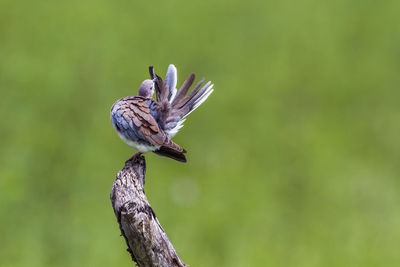 Close-up of bird perching on branch