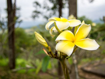 Close-up of yellow flowering plant