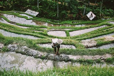 High angle view of man working in rice field