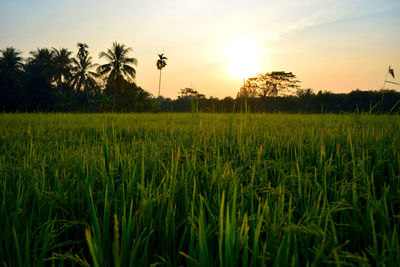 Scenic view of rice field against sky during sunset