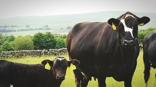 View of landscape with mountains in background