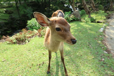 High angle view of fawn standing on field