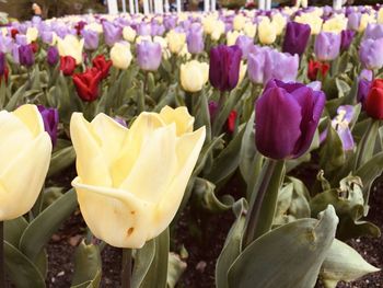 Close-up of white tulips