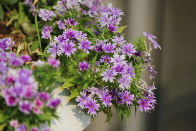Close-up of purple flowering plants