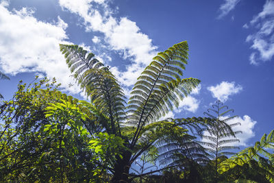 Low angle view of palm trees against blue sky