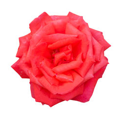 Close-up of red rose against white background