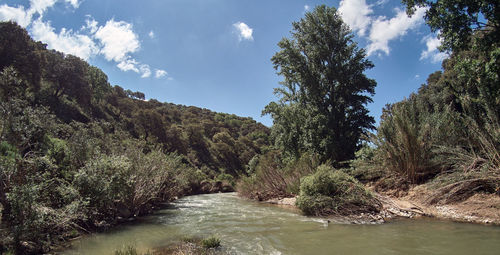 River flowing amidst trees in forest against sky