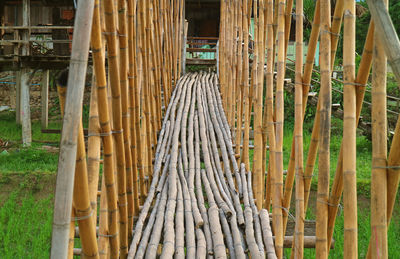 Close-up of bamboo plants on field