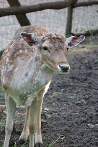 Portrait of deer standing on land