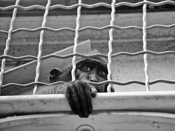 Close-up of chainlink fence