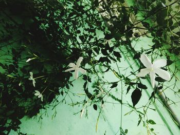 Low angle view of leaves