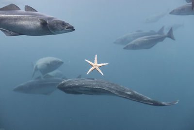 Fish swimming in sea