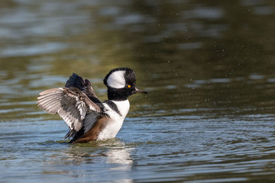 Side view of a bird flying over lake