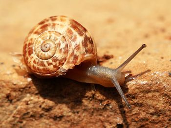 Close-up of snail