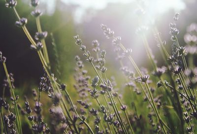 Close-up of flowering plants on field