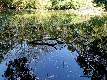 Reflection of tree in water