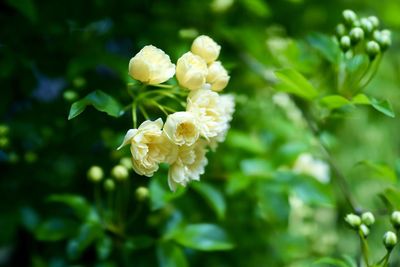 Close-up of white flowering plant