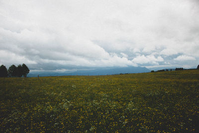 Scenic view of grassy field against sky