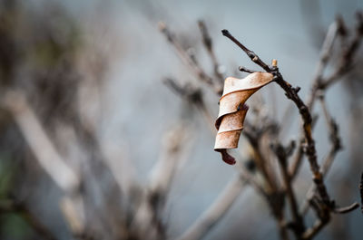 Close-up of dry leaves on branch