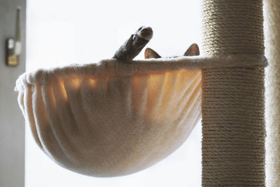 Close-up of cat sleeping in pet bed