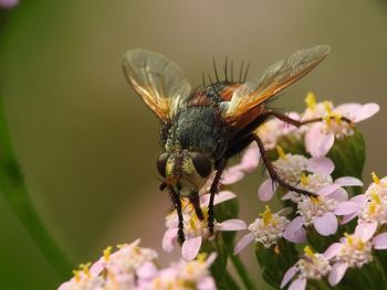 Close-up of butterfly pollinating on flower