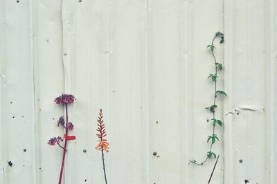 Close-up of red flowers