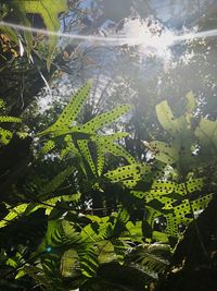 Close-up of fresh green leaves on sunny day