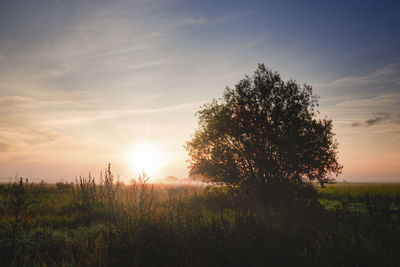Tree on field against sky at sunset