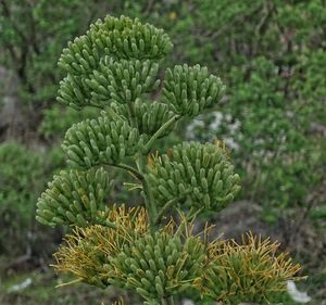 Close-up of plant growing on field