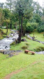 Stream flowing through forest