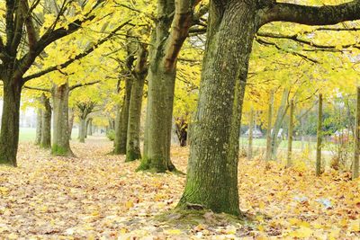 Trees in forest during autumn