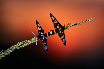 Close-up of butterfly on plant