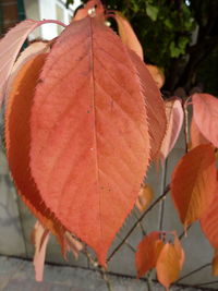 Close-up of autumnal leaves