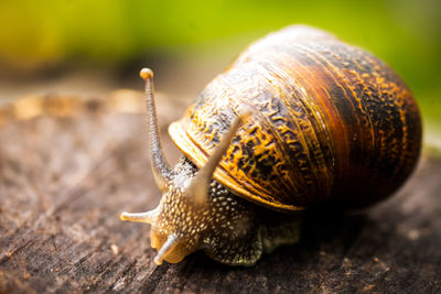 Close-up of snail