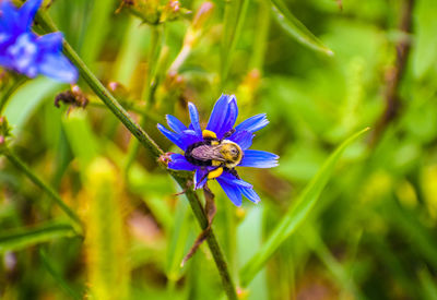 Close-up of insect on purple flower