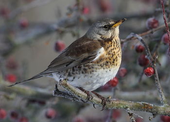 Close-up of bird perching on branch