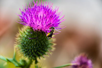 Close-up of bee pollinating on purple flower