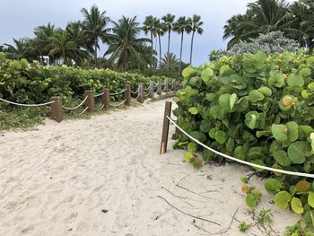 View of palm trees on beach