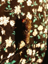 Close-up of lizard on shadow