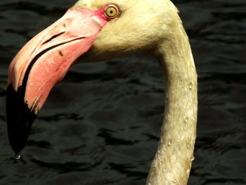 Close-up of duck in water